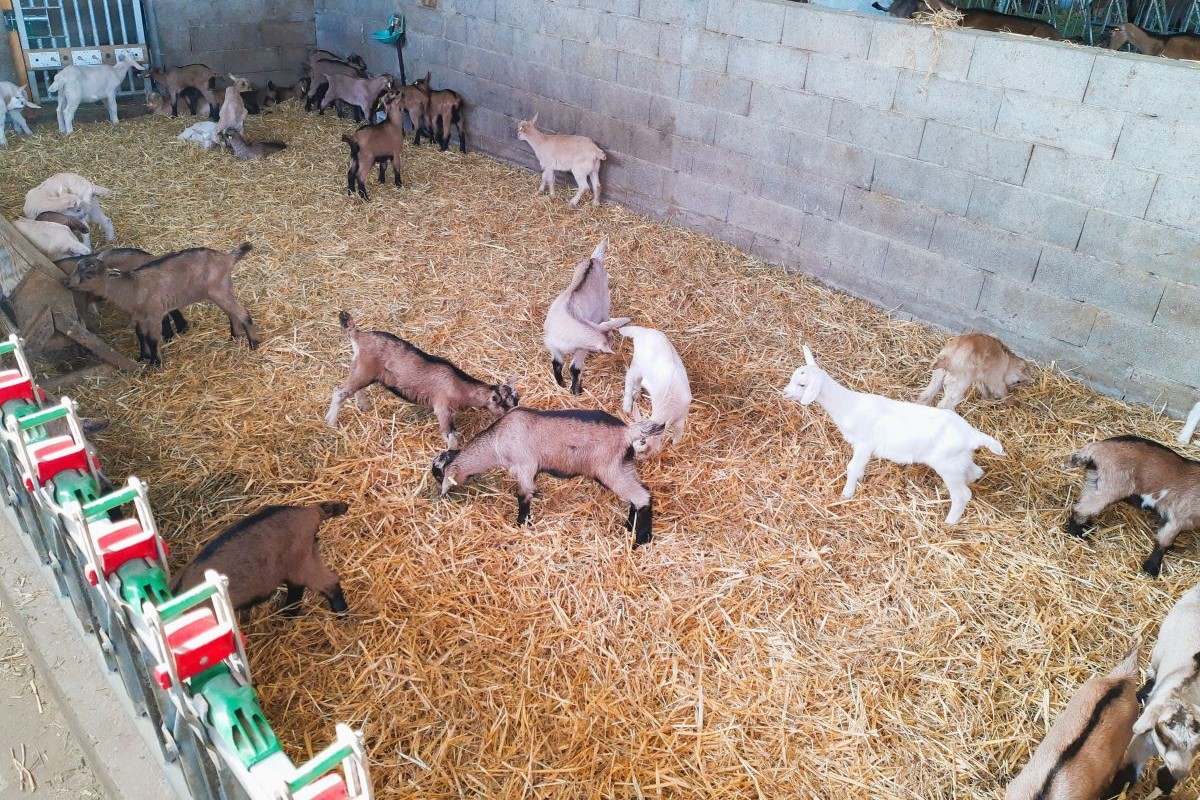 Lote de unas treinta cabras de pocos días